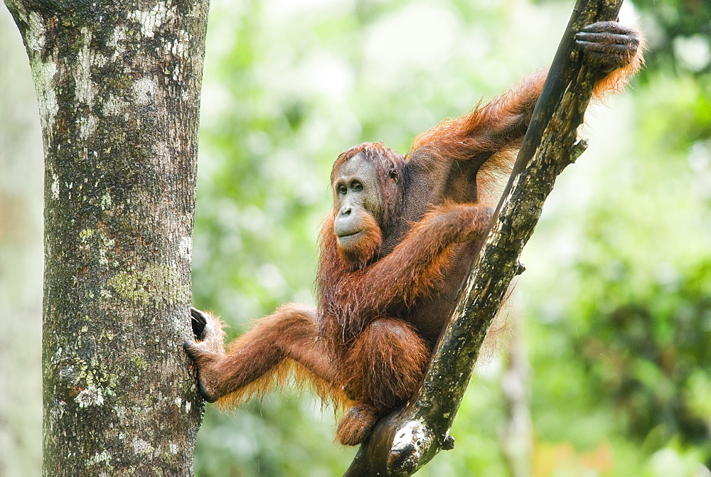 Wild Adult Male Orangutan (Pongo Pygmaeus). Endangered.   Sepilok Orangutan Rehabilitation Centre, Sandakan, Sabah, Malaysia