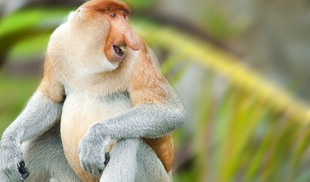 Wild Adult Proboscis Monkey (Nasalis larvatus). Endangered.; Sepilok Orangutan Rehabilitation Centre; Sandakan; Sabah; Borneo; Malaysia