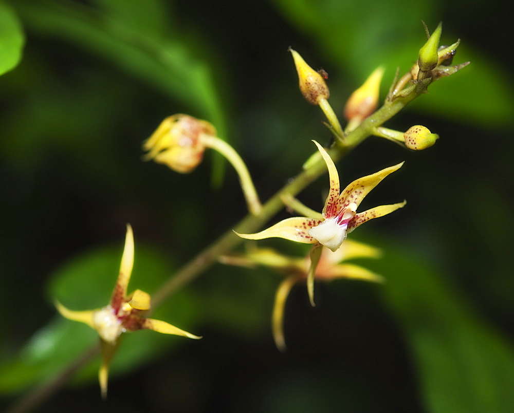 WIld Orchid, bamboo orchid (Arundina graminifolia), Mulu National Park, Sarawak, Borneo, Malaysia