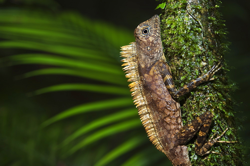 Borneo Forest Dragon (Gonocephalus Borneensis), Mulu National Park, Sarawak, Borneo, Malaysia