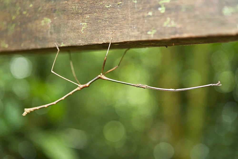 Stick-insect , Phasmatidea, Phamida, Borneo, Sarawak, Gunung Mulu NP, Malaysia