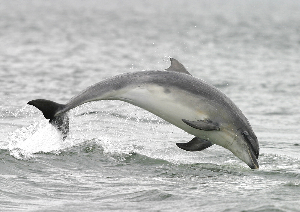 Bottlenose dolphin (Tursiops truncatus truncatus) leaping clear of the water. Moray Firth, Scotland 