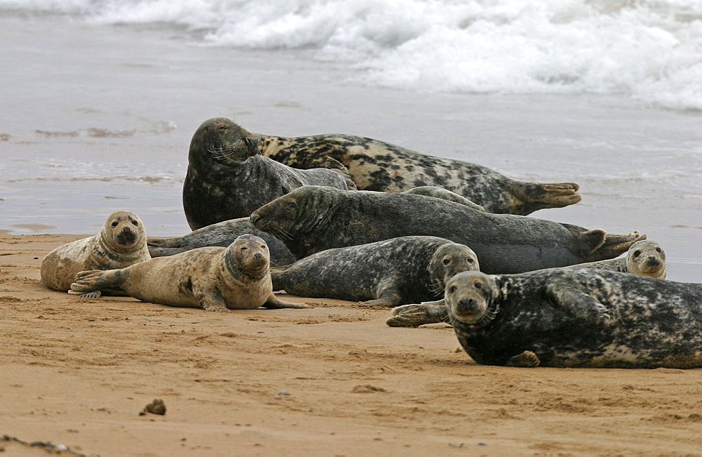 Atlantic grey seal (Halichoerus grypu) haul out site with males, females and youung together. NE Scotland    (RR)