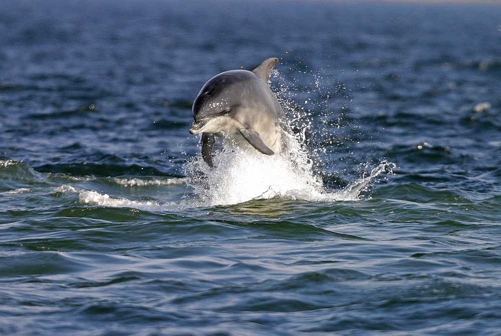 Bottlenose dolphin (Tursiops truncatus truncatus) leaping towards the camera. Moray Firth, Scotland   (RR)