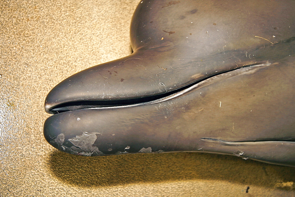 Juvenile Northern Bottlenose Whale (Hyperoodon ampullatus) lying on the floor of the post mortem room before examination, close up shot of jaws and melon, SAC, Inverness, Scotland.