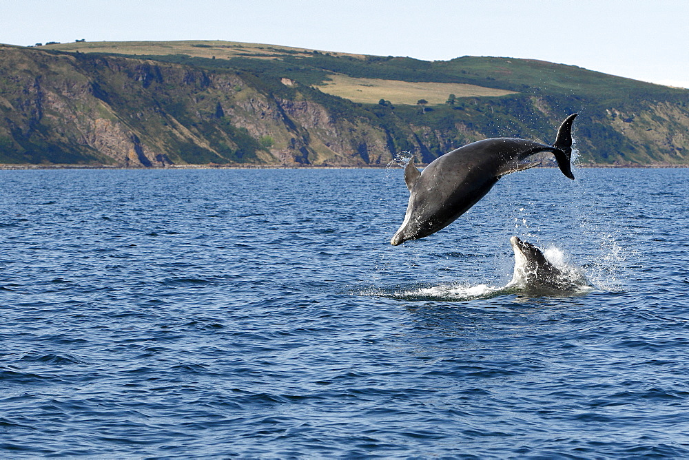 Bottlenose Dolphins (Tursiops truncatus) in the Moray Firth, Scotland