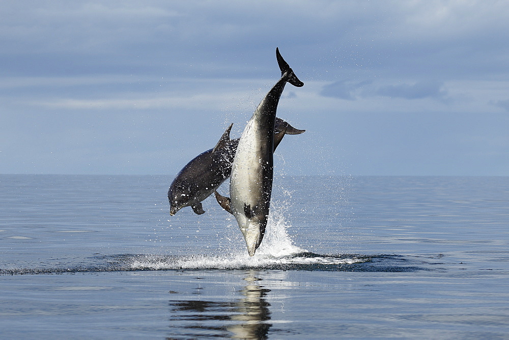 Bottlenose Dolphins (Tursiops truncatus) in the Moray Firth, Scotland