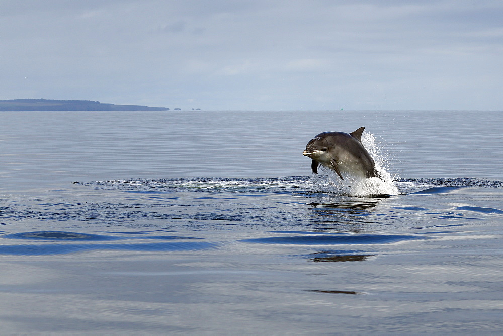 Bottlenose Dolphins (Tursiops truncatus) in the Moray Firth, Scotland