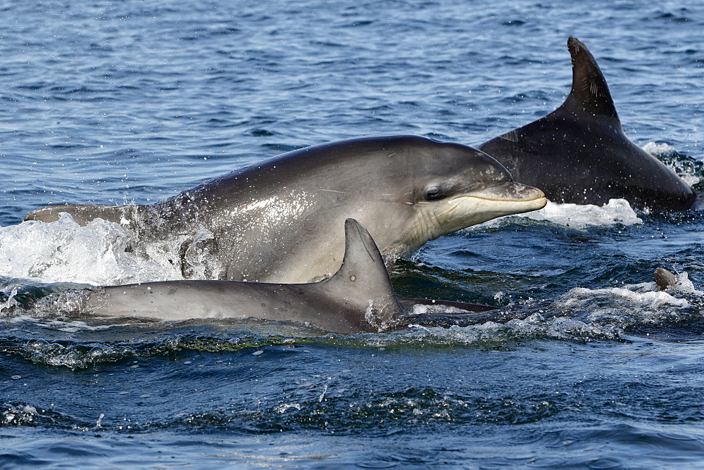 Bottlenose Dolphins (Tursiops truncatus) in the Moray Firth, Scotland