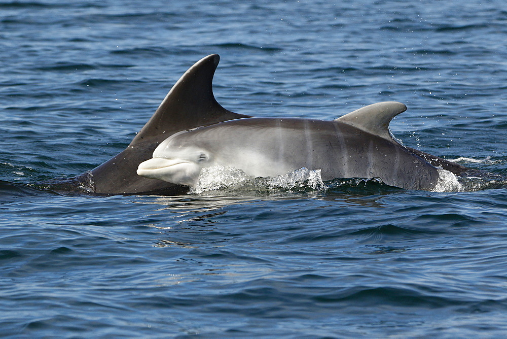 Bottlenose Dolphins (Tursiops truncatus) in the Moray Firth, Scotland