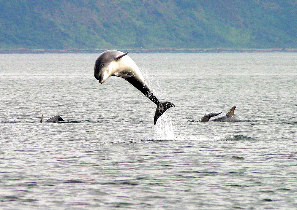 Bottlenose dolphin (Tursiops truncatus truncatus), from a group, leaping clear of the surface. Moray Firth, Scotland