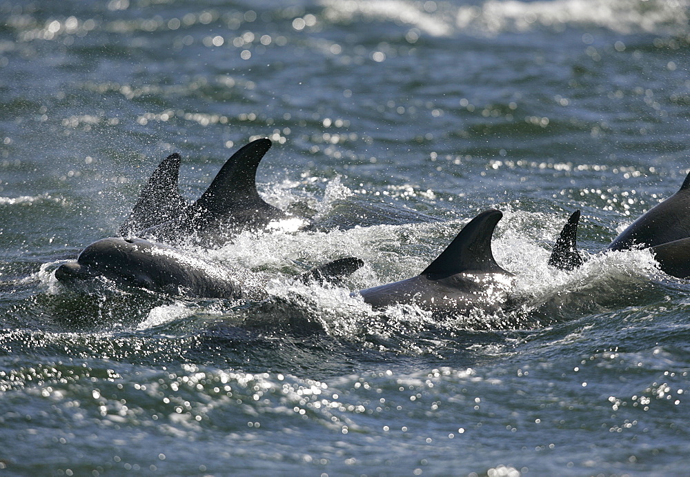 A travelling pod of Bottlenose Dolphins (Tursiops truncatus) surfaces to breathe. Moray Firth, Scotland.