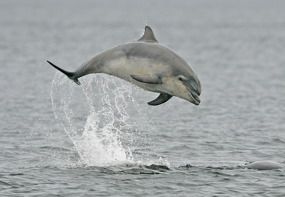 A young Bottlenose Dolphin (Tursiops truncatus) breaches from the Moray Firth, Scotland.