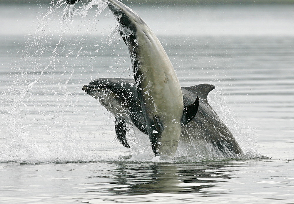 A pair of Bottlenose Dolphins (Tursiops truncatus) breaches from the Moray Firth, Scotland.