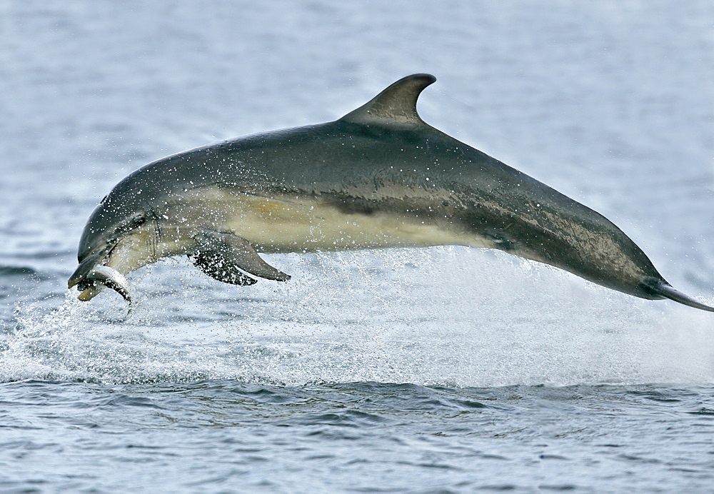 A young Bottlenose Dolphin (Tursiops truncatus) breaches with a captured fish in it's mouth from the Moray Firth, Scotland.