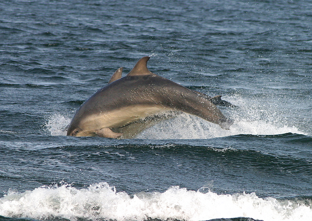 Two Bottlenose dolphins (Tursiops truncatus truncatus) leaping together close to the shore. Moray Firth, Scotland