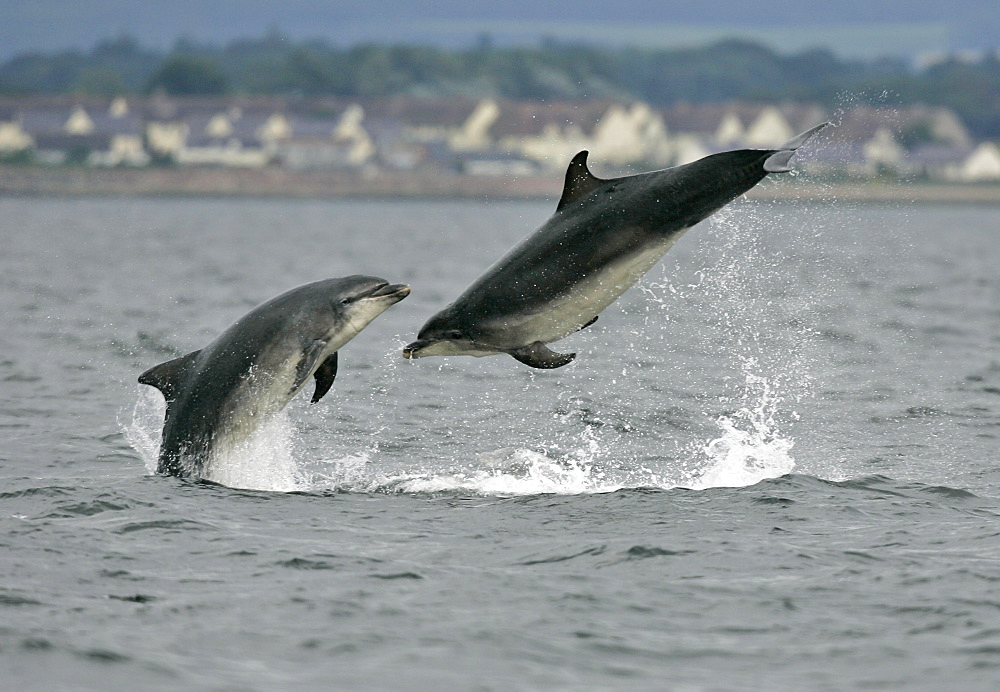 A pair of Bottlenose Dolphins (Tursiops truncatus) breach from the water at Chanonry Point with the houses of Arderseir in the background. Moray Firth, Scotland.