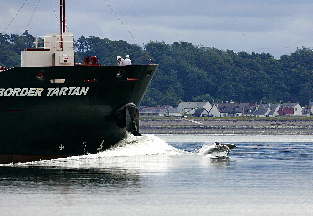 A Bottlenose Dolphin (Tursiops truncatus) bowriding with a ship near Chanonry Point, with the houses of Arderseir in the background. Moray Firth, Scotland