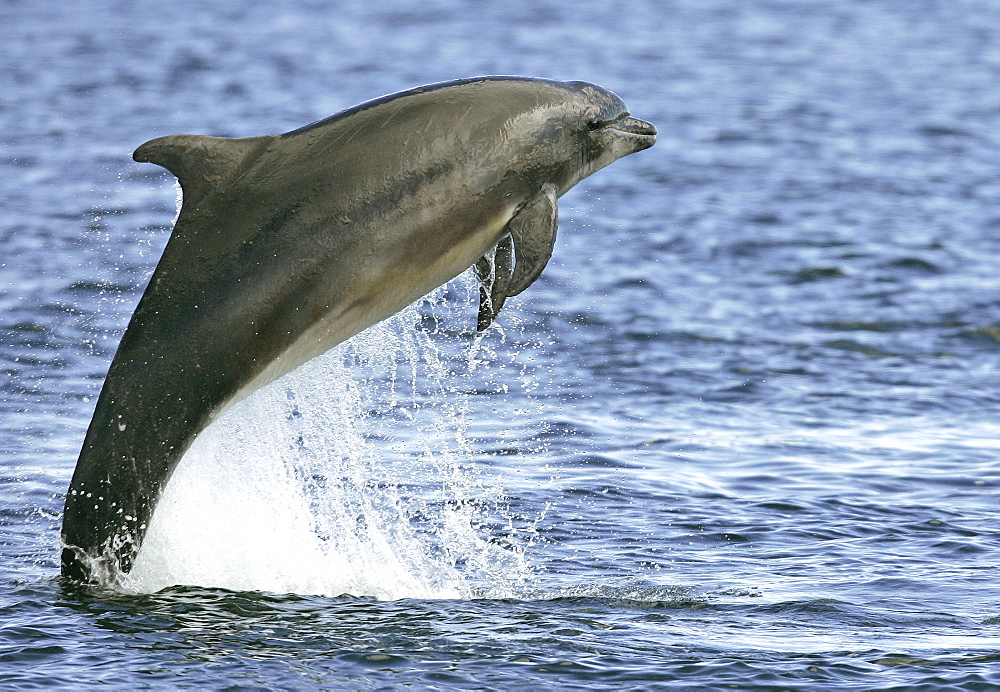 A Bottlenose Dolphin (Tursiops truncatus) breaches from the Moray Firth, Scotland.