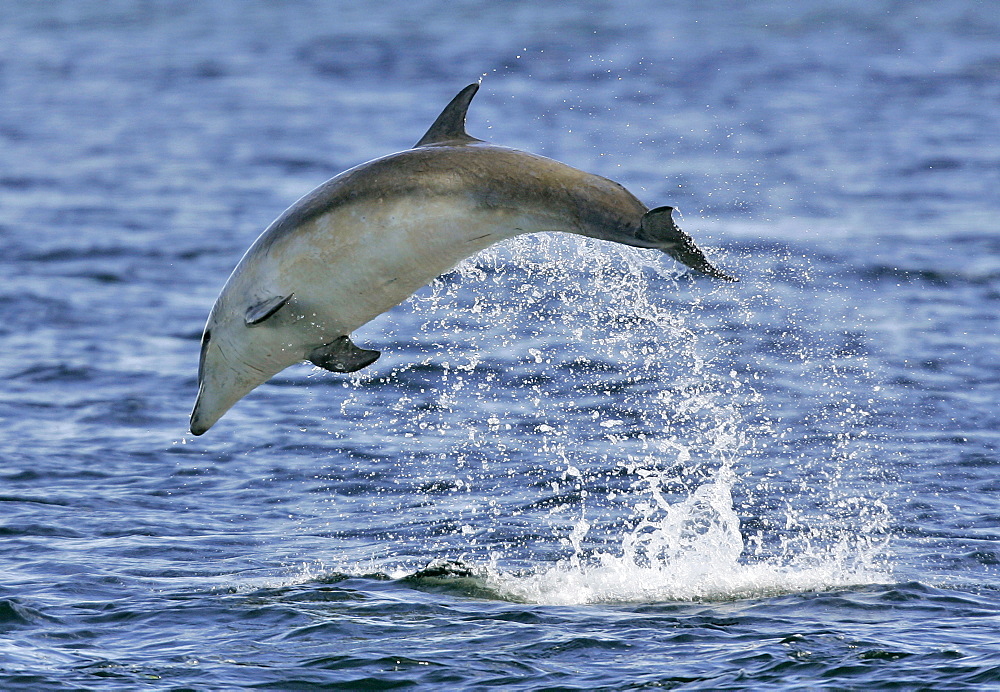 A young Bottlenose Dolphin calf (Tursiops truncatus) breaching from the Moray Firth, Scotland.