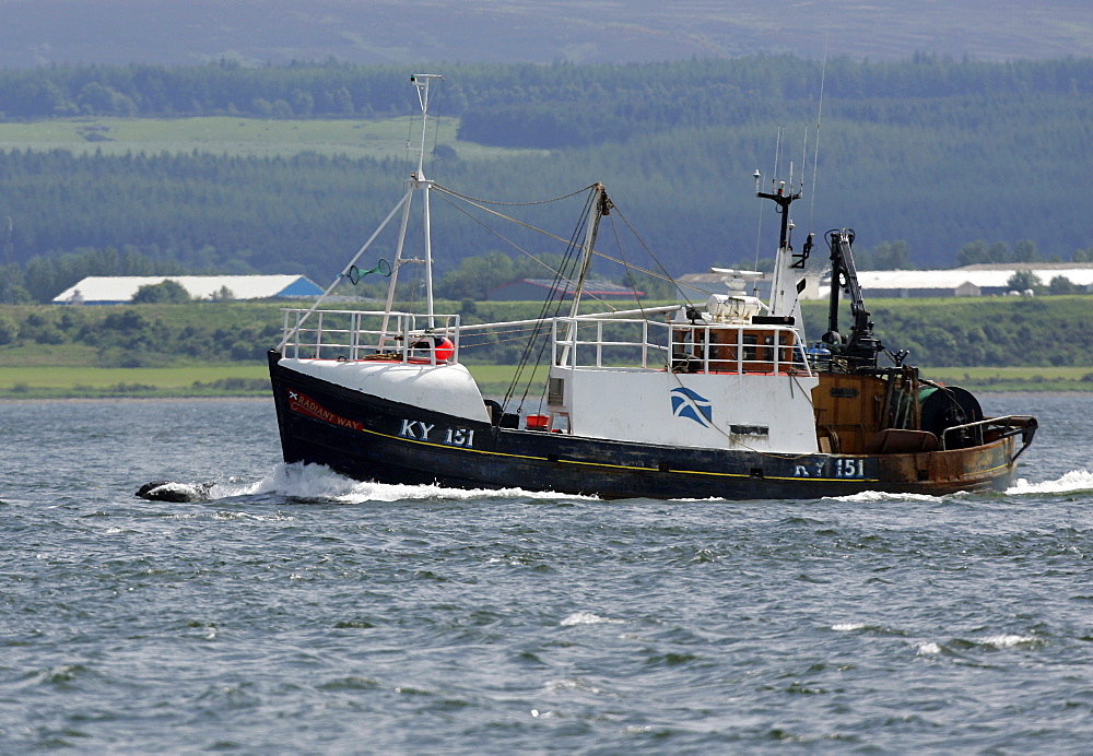 A Bottlenose Dolphin (Tursiops truncatus) bowriding with a fishing trawler near Chanonry Point, Moray Firth, Scotland