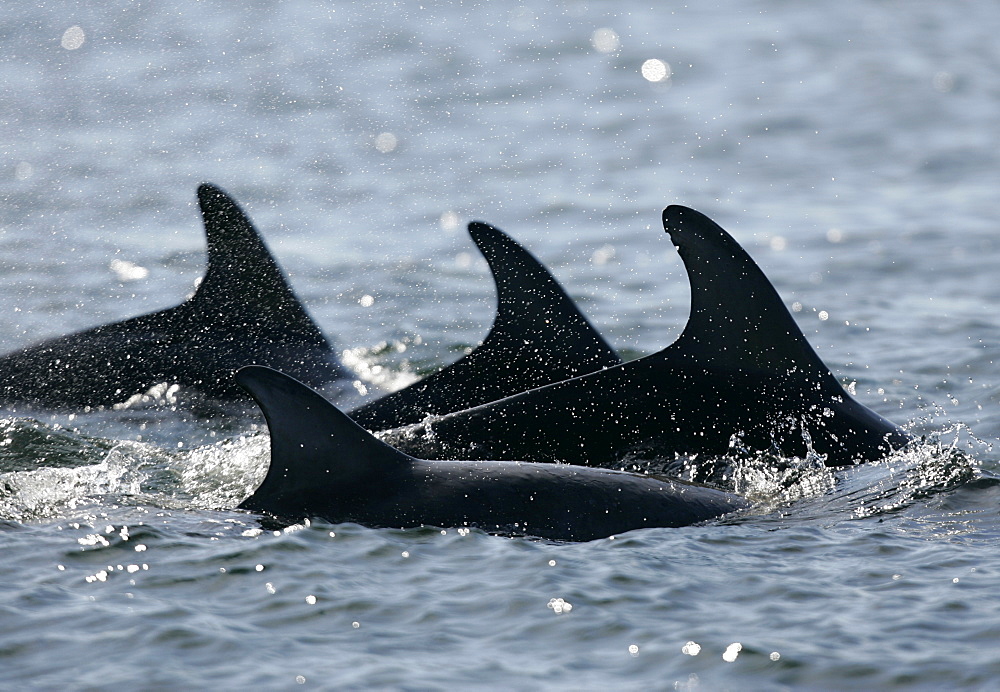 A group of resident bottlenose dolphins (Tursiops truncatus) travel through the Moray Firth, Scotland. Natural nick marks can be seen on one dorsal fin, these marks are used for photographic identification by marine biologists.