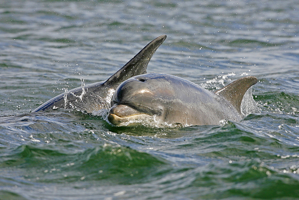 A young Bottlenose Dolphin calf (Tursiops truncatus) surfacing to breathe from the water beside its mother. Moray Firth, Scotland