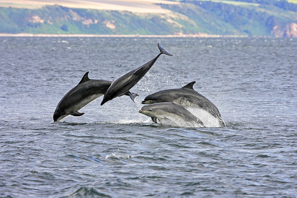 A calf and three adult bottlenose dolphins (Tursiops truncatus) breaching from the water, Moray Firth, Scotland