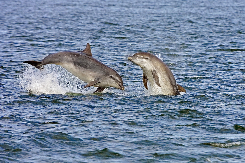 Bottlenose dolphins (Tursiops truncatus) breaching near the beach at Chanonry Point, Moray Firth, Scotland