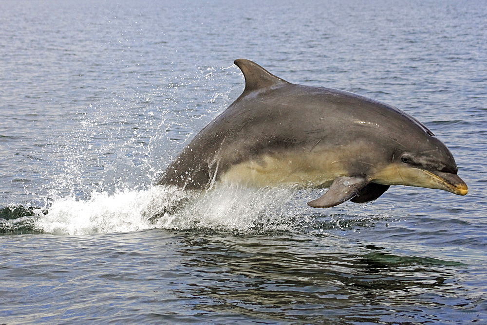 A young Bottlenose Dolphin (Tursiops truncatus) breaching from the water of the Moray Firth, Scotland