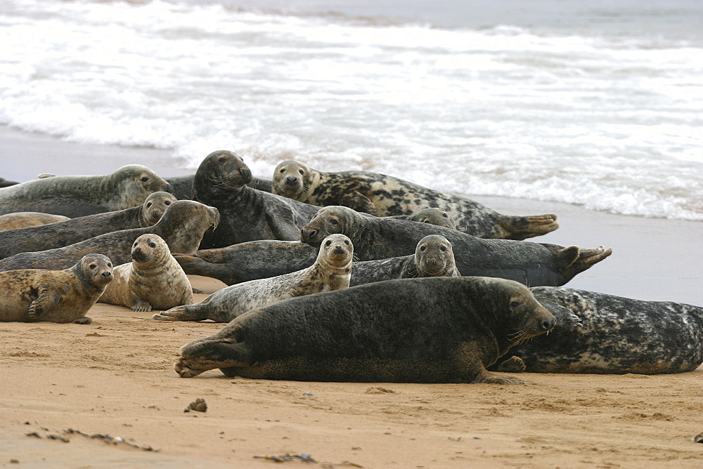 Atlantic grey and Common seals at same haul out site with males, females and pups. NE Scotland    (RR)