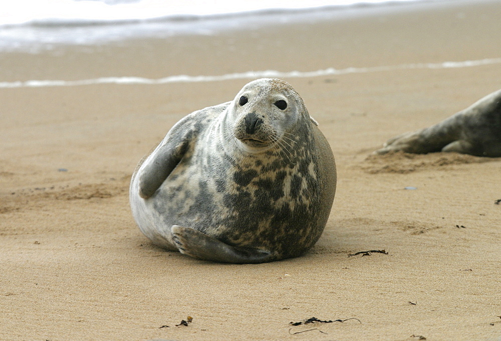 Atlantic grey seal (Halichoerus grypu) at haul out site. NE Scotland   (RR)