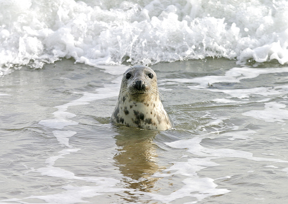 Atlantic grey seal (Halichoerus grypu) in surf. NE Scotland   (RR)