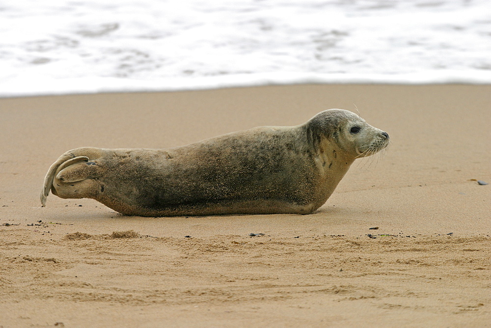 Harbour / Common seal (Phoca vitulina). NE Scotland   (RR)