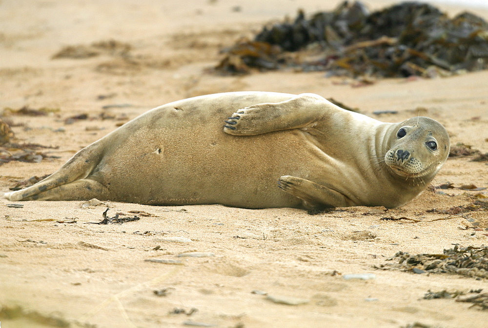 Female Atlantic grey seal (Halichoerus grypu) at haul out site. NE Scotland   (RR)