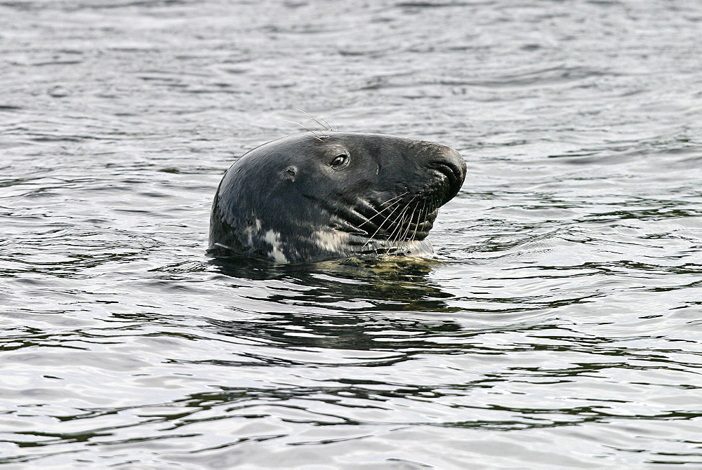 Male grey seal (Halichoerus grypus) resting with head above the water. NE Scotland   (RR)