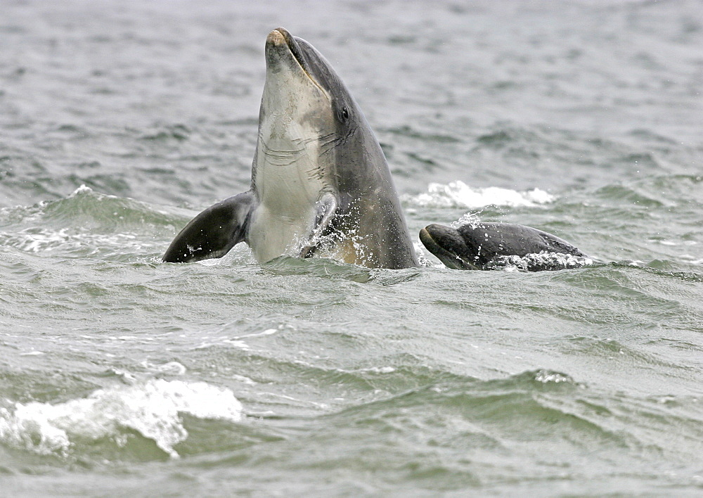 Bottlenose dolphin (Tursiops truncatus truncatus) spy hopping with half of its body clear of the water with fins and eye visible. Moray Firth, Scotland