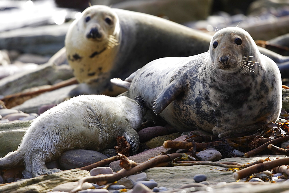 A Grey Seal pup (Halichoerus grypus) suckling milk from its mother, Pentland Firth, Scotland.