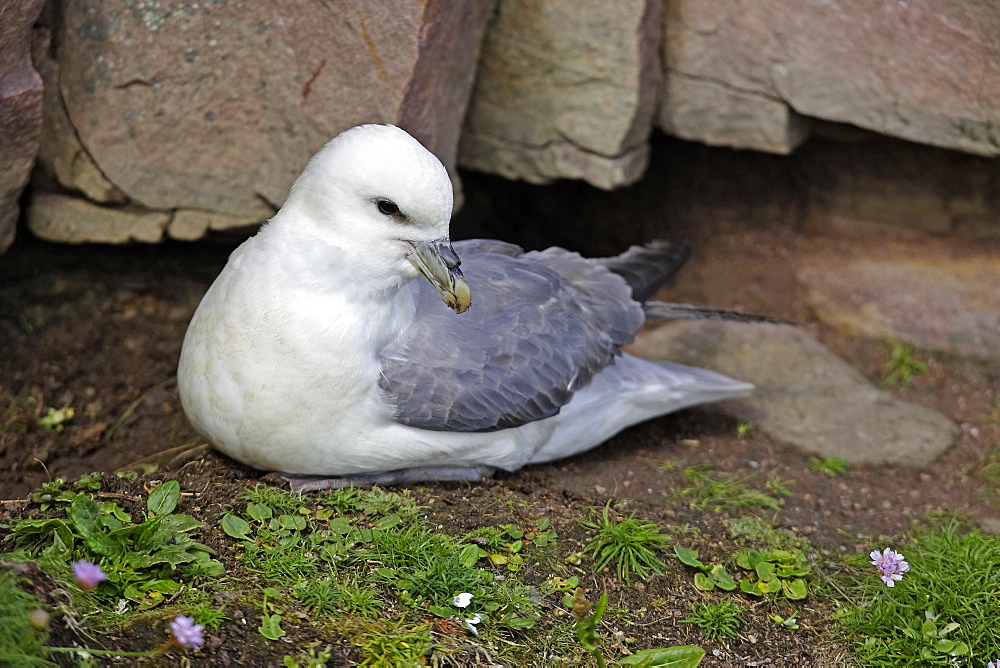 A Fulmar (Fulmarus glacialis) nesting on grass cliff habitat, Handa Island, Scotland.