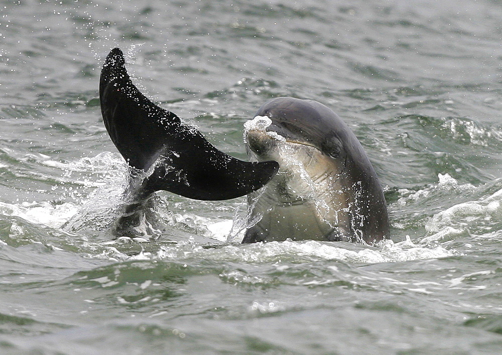 Bottlenose dolphins (Tursiops truncatus truncatus) play fighting with the tail of one and head of the other, together at the surface. Moray Firth, Scotland