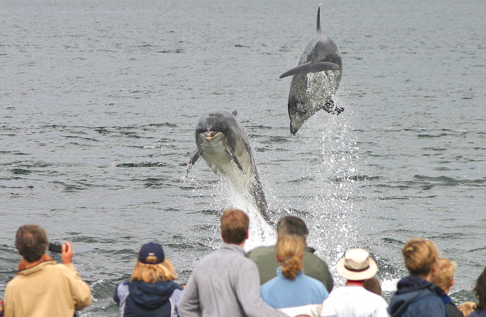 Dolphin watchers being eye balled by two leaping bottlenose dolphin (Tursiops truncatus truncatus) at Chanonry Point. Moray Firth, Scotland