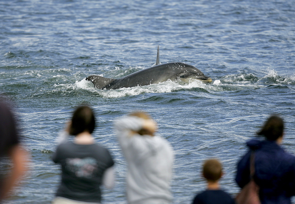 A Bottlenose Dolphin (Tursiops truncatus) surfaces to breathe in front of dolphin watchers standing on the beach at Chanonry Point, Moray Firth, Scotland.