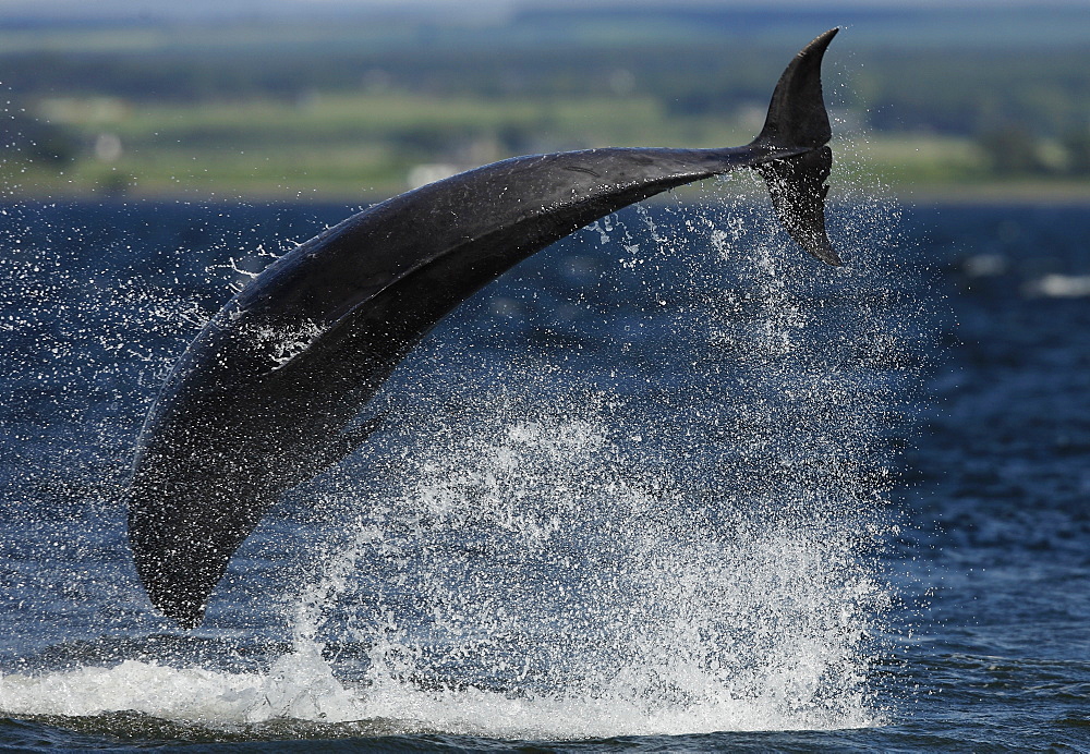 An adult Bottlenose Dolphin (Tursiops truncatus) breaches sideways almost completing a cartwheel.