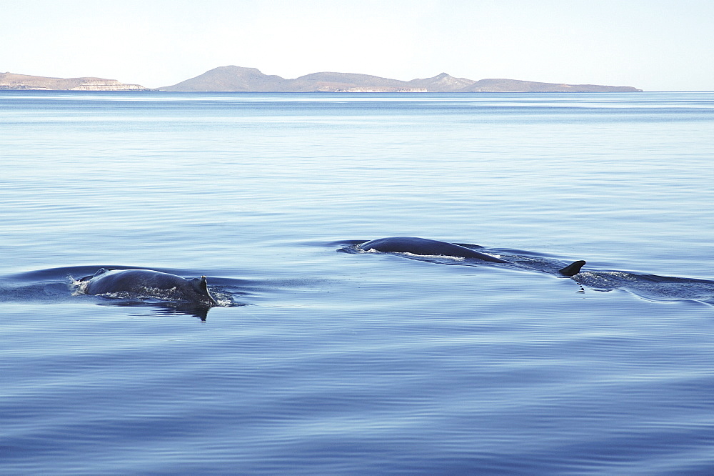 Fin whale and Humpback whale
Two different species of whale travelling together. Gulf of California.   (RR)