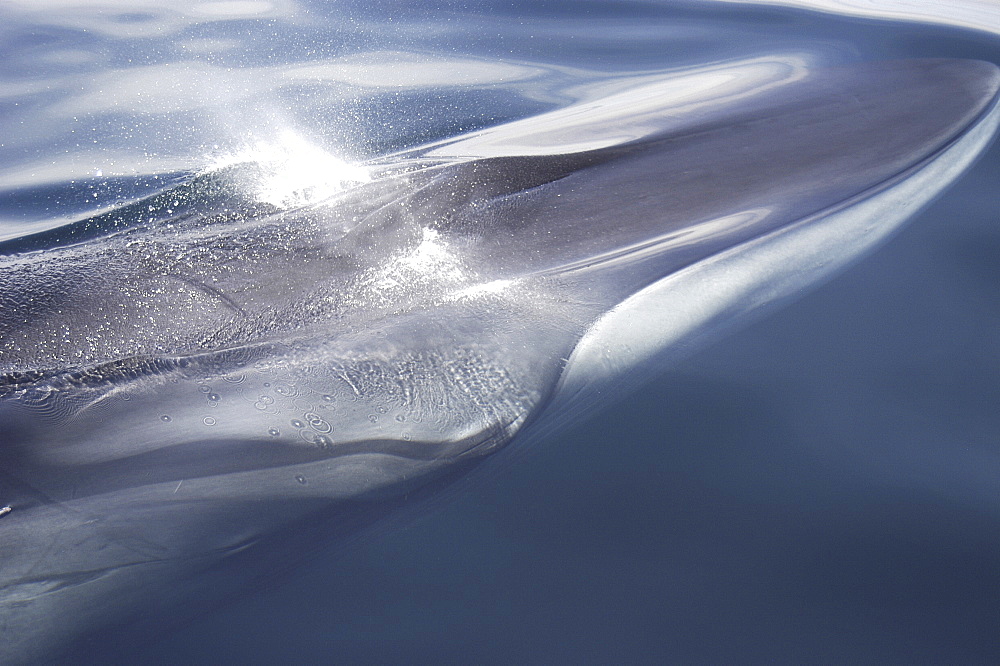 Fin whale (Balaenoptera physalus) head passing close beneath a boat. 
Gulf of California.                          (RR)