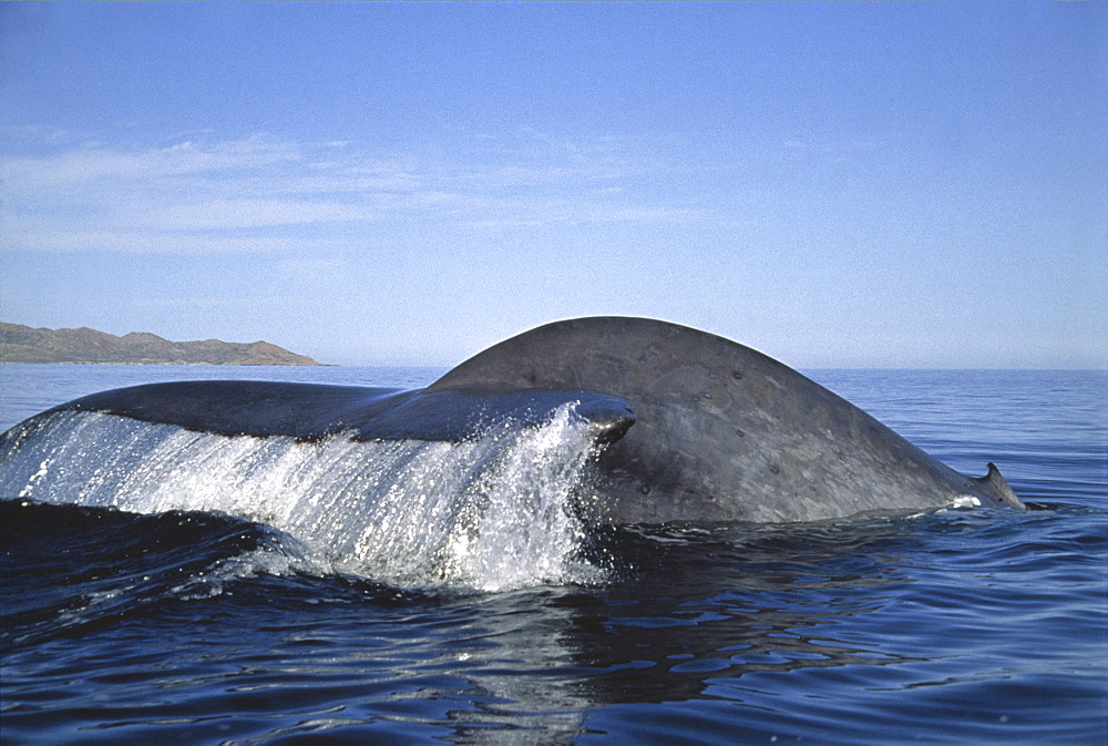 A diving blue whale (Balaenoptera musculus) tail and dorsal fin. 
Gulf of California
Restricted Resolution (Please contact us)