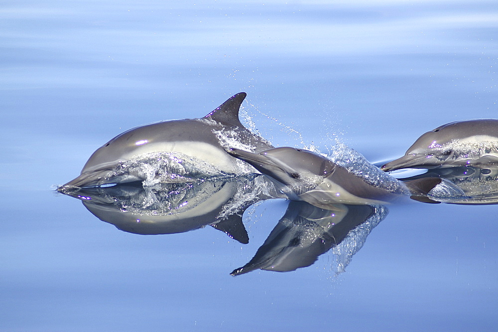 Common dolphin (Delphinus capensis) with reflection in a silky sea. 
Gulf of California   (RR)