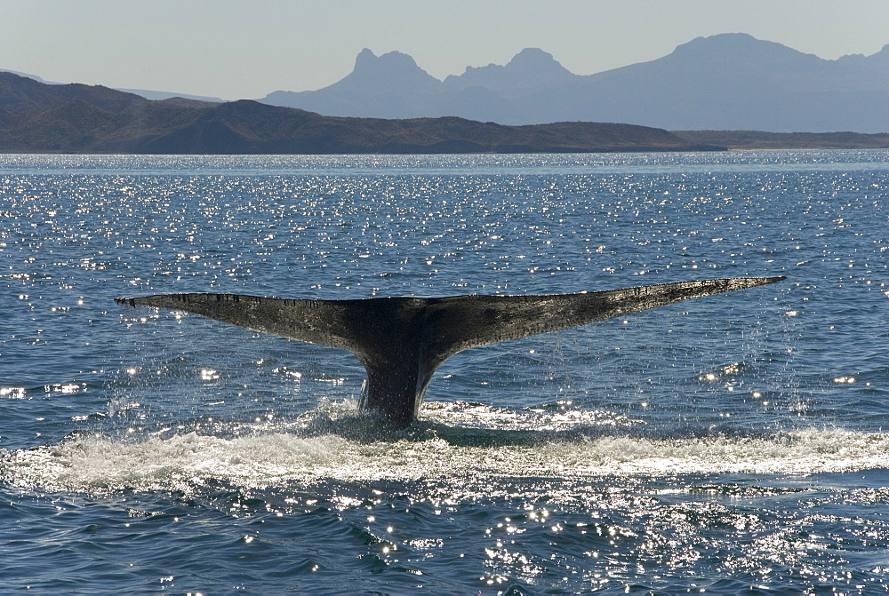 Blue whale (balaenoptera musculus). A blue whale tail in the afternoon light. Gulf of California.