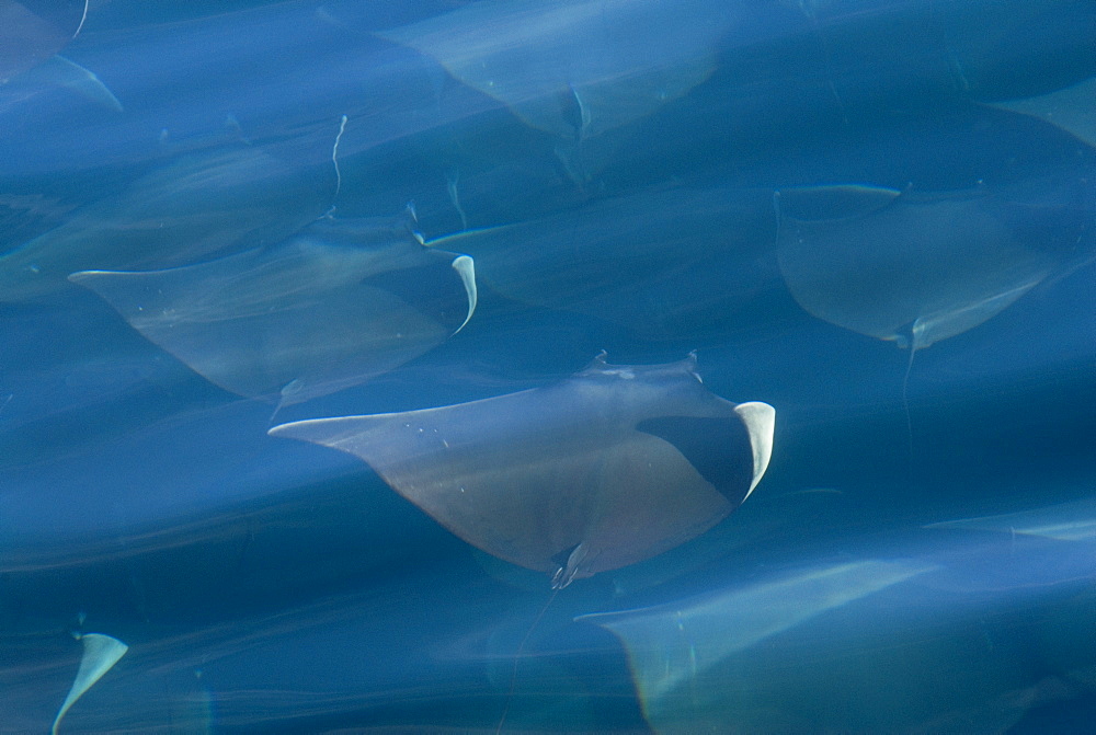 Mobula ray (Mobula japonica). Mobula rays. Gulf of California.