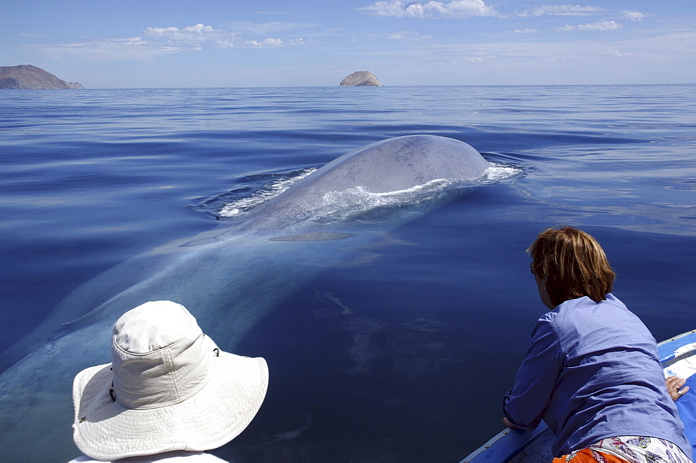 A blue whale (Balaenoptera musculus) surfaces alongside a panga with tourists. The tiny dorsal fin is visible to the left of the white hat.
Gulf of California.   (RR)